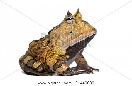 Argentine Horned Frog, Ceratophrys ornata, isolated on white