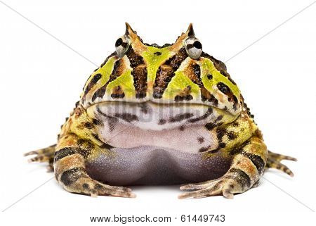 Front view of an Argentine Horned Frog, Ceratophrys ornata, isolated on white
