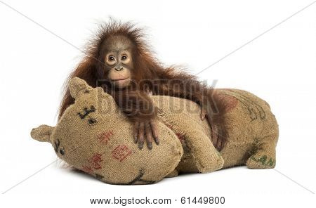 Young Bornean orangutan hugging its burlap stuffed toy, Pongo pygmaeus, 18 months old, isolated on white