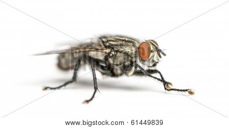 Flesh fly, Sarcophagidae, isolated on white