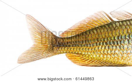 Close-up of an Eastern Rainbowfish's caudal fin, Melanotaenia splendida splendida, isolated on white