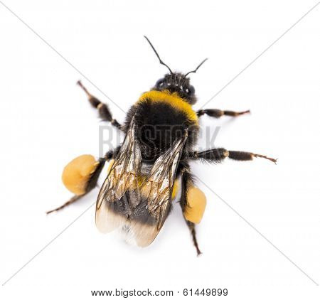 View from up high of a Buff-tailed bumblebee, Bombus terrestris, isolated on white