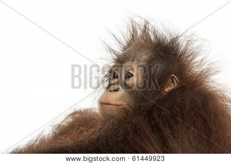 Close-up of a young Bornean orangutan's profile, looking away, Pongo pygmaeus, 18 months old, isolated on white