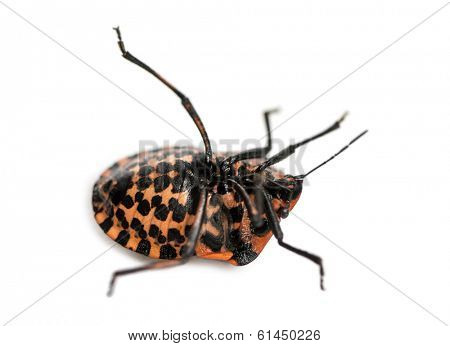 Italian Striped-Bug lying on the back, struggling, Graphosoma lineatum, isolated on white