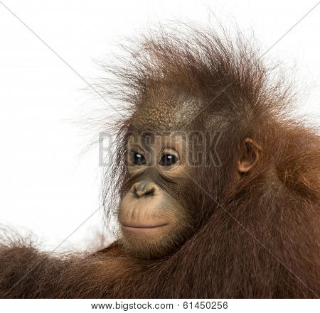 Close-up of a young Bornean orangutan, looking away, Pongo pygmaeus, 18 months old, isolated on white