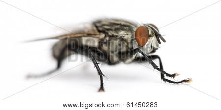 Flesh fly, Sarcophagidae, isolated on white