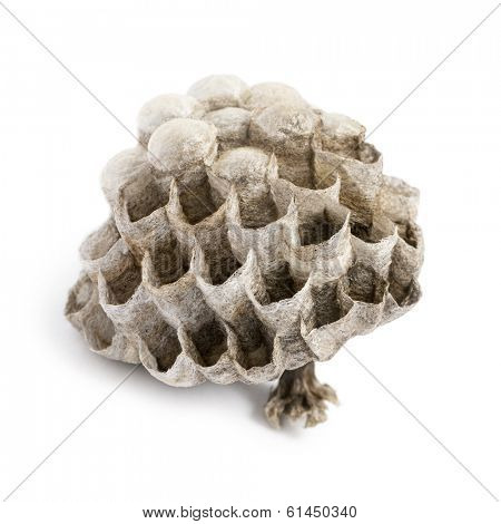 Dry vespiary, isolated on white