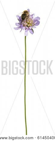 Back view of a European honey bee landed on a flowering plant, foraging, Apis mellifera, isolated on white