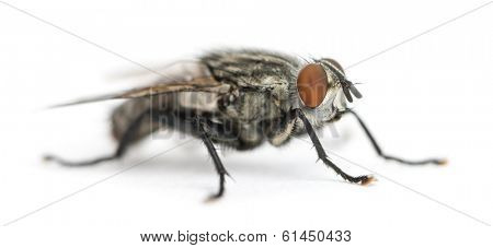 Flesh fly, Sarcophagidae, isolated on white