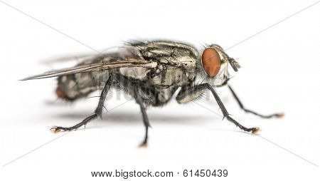 Flesh fly, Sarcophagidae, isolated on white