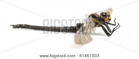 Side view of a dead Cordulegaster bidentata, isolated on white
