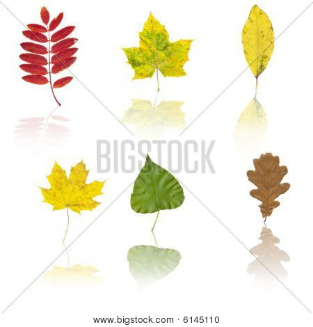 Satz von verschiedenen herbstfarben laub