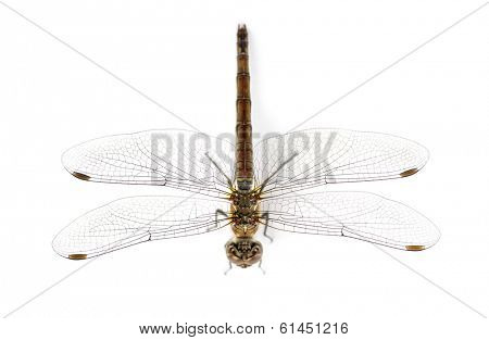 Large red damselfly viewed from up high, Pyrrhosoma nymphula, isolated on white
