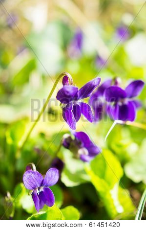 Viola Odorata - Sweet Violet, English Violet, Common Violet, Or Garden Violet