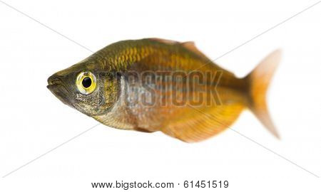 Eastern Rainbowfish, Melanotaenia splendida splendida, isolated on white