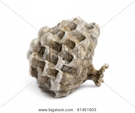 Side view of a dry vespiary, isolated on white