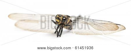 Dead Cordulegaster bidentata, isolated on white