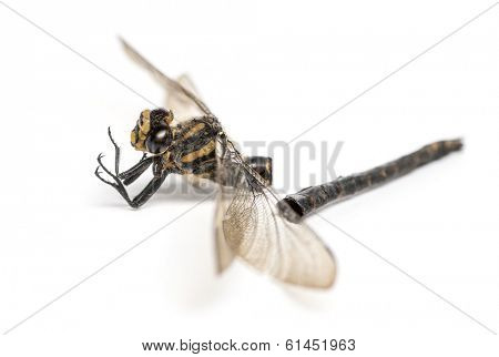 Dead Cordulegaster bidentata in state of decomposition, isolated on white
