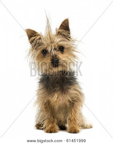 Yorkshire Terrier with a crest, sitting, looking at the camera,1 year old, isolated on white