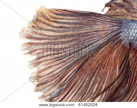 Close-up of a Siamese fighting fish's caudal fin, Betta splendens, isolated on white