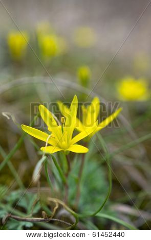 First Spring Flower - Ranunculus Ficaria