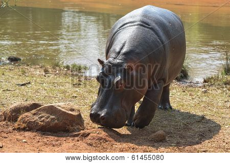 Hippopotamus In Mlilwane Wildlife Sanctuary.