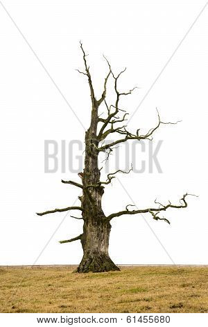 Bare Oak Tree
