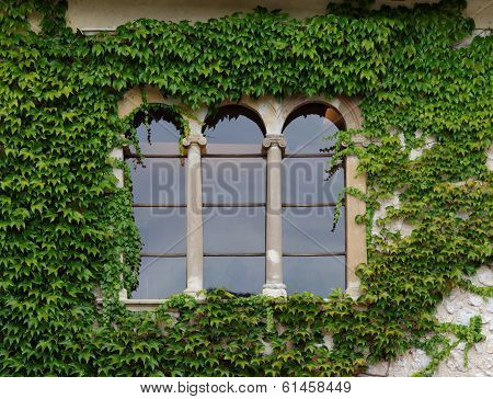 Castle window with ivy in Slovenia
