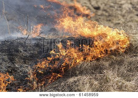 Fire On Dry Grass, Trees And Buildings Inflated By A Strong Wind