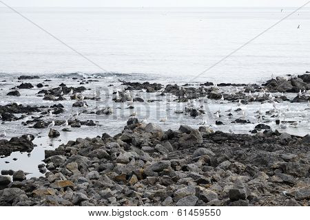 Seagulls In A Basaltic Seaside In Jeju Island