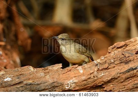 Streak-eared  Bulbul (pycnonotus Blanfordi)