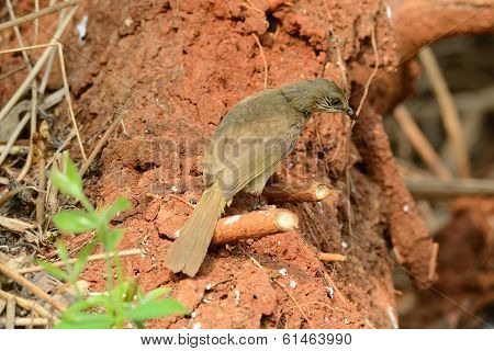Streak-eared  Bulbul (pycnonotus Blanfordi)