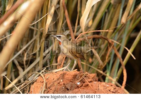 Male Siberian Rubythroat (luscinia Calliope)