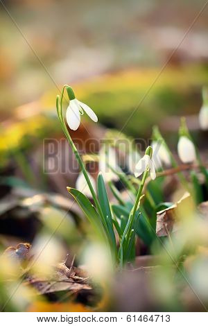 Snowdrops
