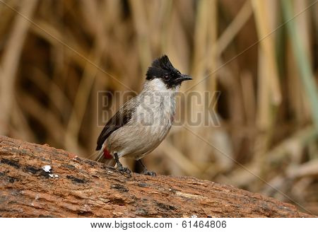 Sooty-headed Bulbul (pycnonotus Aurigaster)