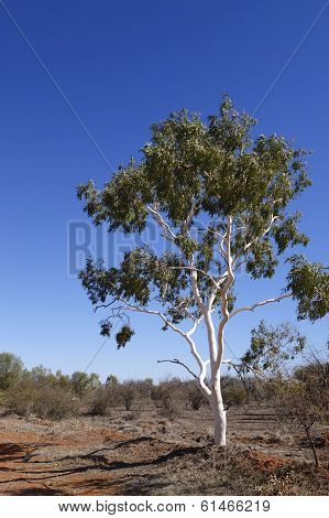 Outback Ghost Gum