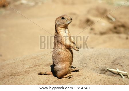 Prairie Dog