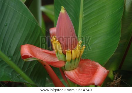Fiori di banana