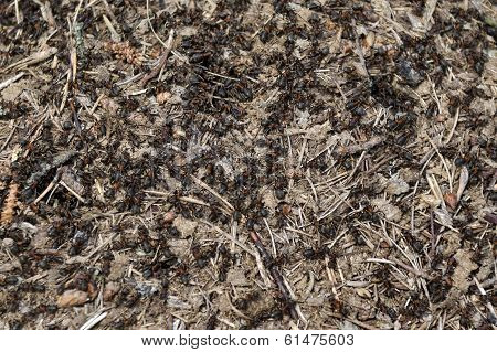 Anthill