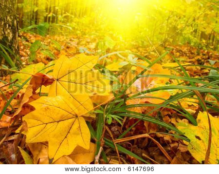 Sunbeams สนุกและใบไม้สีทอง โดยฤดูใบไม้ร่วง