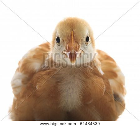 Close Up Face Of Young Chicken On White Backgroundd Use For Lovely Pets And  Animals Theme