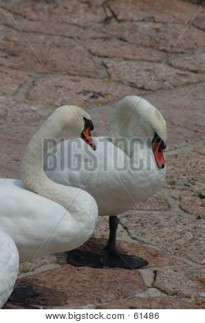 Goose In The Harbor