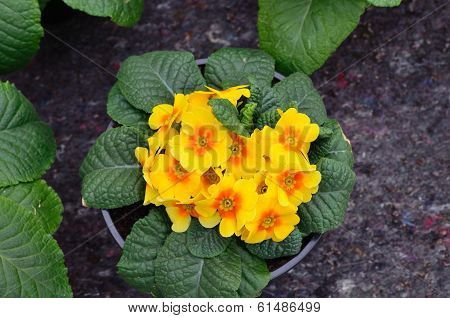 Primrose Spring Flowers