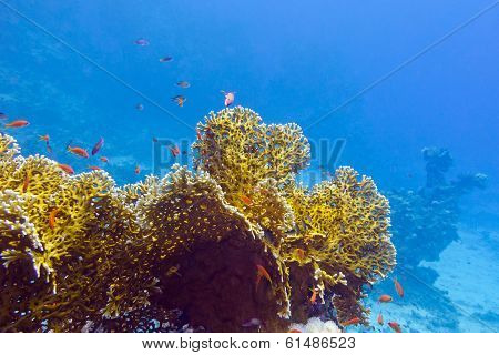 coral reef with fire corals and exotic fishes anthias at the bottom of tropical sea on blue water ba