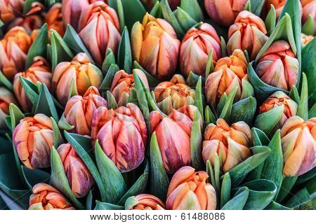 Romantic garden tulips background