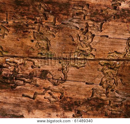 Old Wood Texture Damaged By Bark Beetle, Aged Wooden Board Background