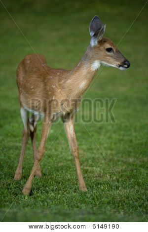 Strobist Fawn