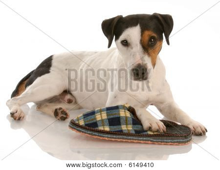 Jack Russel Terrier terlik