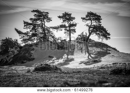 Sand-drift, Trees And Grass At Kootwijkerbroek, Netherlands