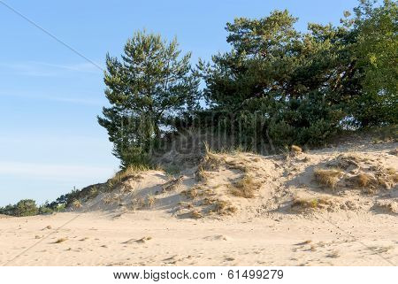 Sand-drift, Trees And Grass At Kootwijkerbroek, Netherlands